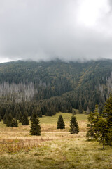 Autumn landscape of Waksmundzka Glade (Waksmundzka Polana) in Tatra Mountains, Poland, with coniferous forest, pine trees and spruces. Foggy weather with mountain tops in the clouds. © Cleop6atra