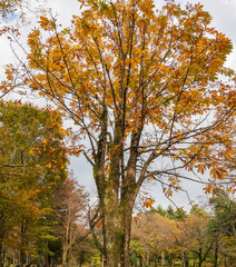 晩秋の樹木公園の木々たち
