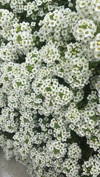 Lobularia Maritima, Brassicales