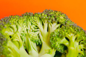 Broccoli green cabbage plant , shot in studio 
