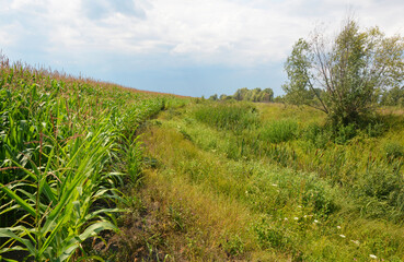 Fototapeta na wymiar A corn field close to shallow river bank that changed into a narrow stream as a result of violation of nature protection laws that regulate distance of protected shoreline belt and land under crop.