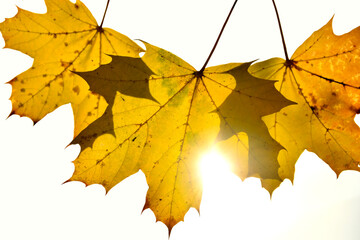 autumnal colored maple leaves in backlit
