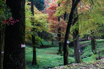 Fototapeta na wymiar 晩秋の樹木公園の木々たち