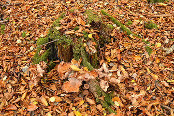 autumnal colored beech leaves with a tree trunk with mushrooms