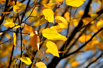 autumnal colored beech leaves in backlit