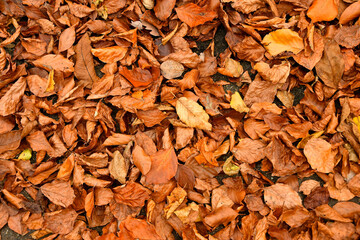 autumnal colored beech leaves on a forest floor