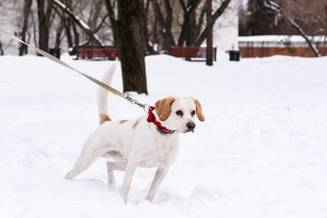 Senior dog walking on leash in winter park in distance from other dog walkers