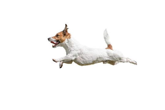 running dog white background
