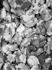 Fallen Leaves Texture Vector Black and White