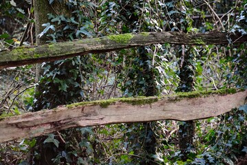 Old wooden fence covered with moss in the forest, England, UK