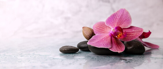 Obraz na płótnie Canvas wet orchid flower with spa stones on white marble background. wellness beauty treatment. banner copy space