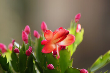 Weihnachtskaktus Schlumbergera auf der Fensterbank