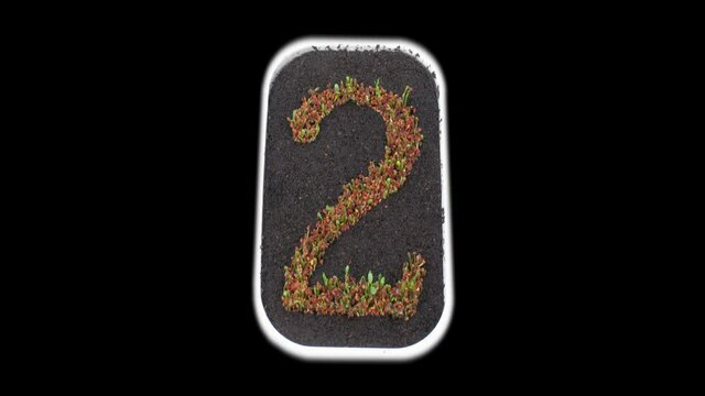 Time-lapse of growing number 2 (two) from seeds to leaves 2x3 in PNG+ format with ALPHA transparency channel isolated on black background
