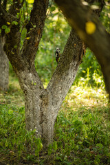 woodpecker on a tree in the spring forest