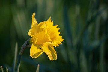 Beautiful yellow daffodils