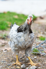 Young cream crested legbar chicken browsing outdoors in the garden, selective focus
