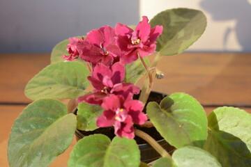 butterfly on pink flower. Indoor uzambara violet . saintpaulia