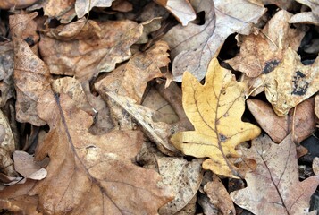 Fallen oak leaves lie on the ground in the forest on a cold autumn day