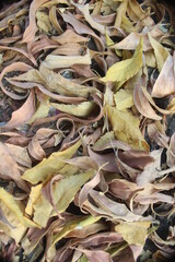 Dried leaves