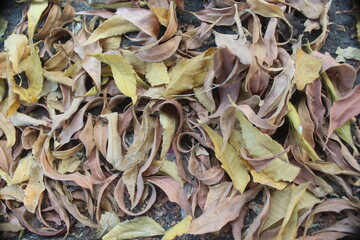 Dried leaves