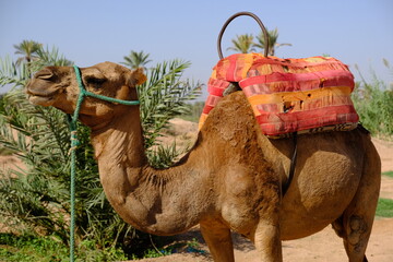 Morocco Marrakesh - Dromedary - camelus dromedarius - camel