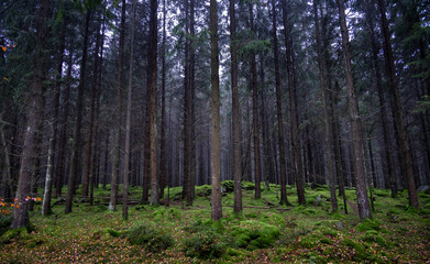 Obraz premium A dense pine forest with soft green moss on a wet autumn day in southern Sweden
