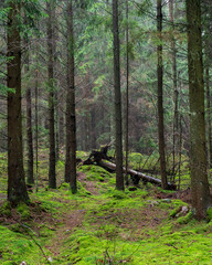 A fallen tree in the dense pine forest in the nature reserve called Skrylle in southern Sweden
