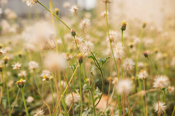 .Summer flower background