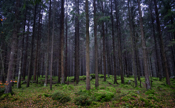 A dense pine forest with soft green moss on a wet autumn day in southern Sweden