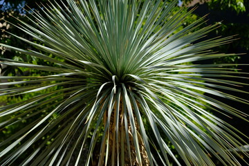 Obraz premium Morocco Marrakesh - Botanical garden Le Jardin Secret with a palm
