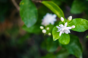 close up  jasmine flowers in a garden