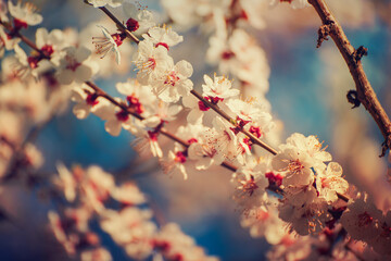 Apricot tree blossoms