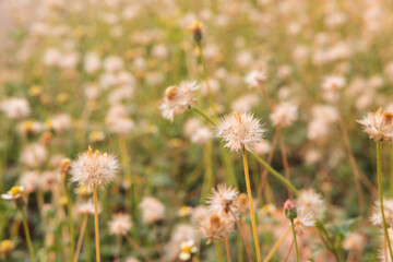 .Summer flower background