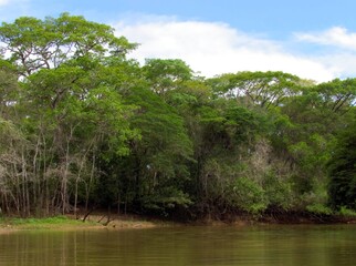 Landscape of the river Bugres, in barra do bugres mato grosso Brazil wildlife