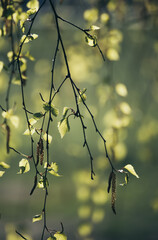 Spring birch branches