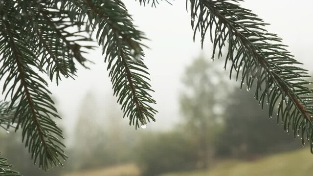drops on a green twig of a Christmas tree, very close. against the background of a blurred green forest, autumn, fog. the camera moves a little, 4k shot, slow motion