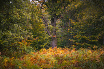 Der Urwald Sababurg im Herbst, Naturpark Reinhardswald, Hessen, Deutschland
