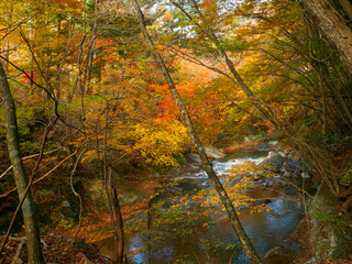 River flowing through a valley with autumn leaves (Tochigi, Japan)
