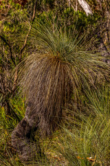 stork portrait in Camargue, France
