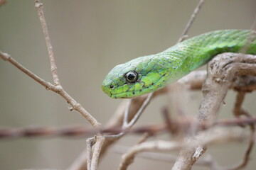 snake in the grass