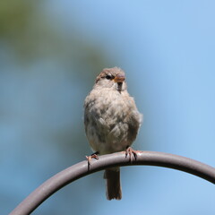 Fluffy female house sparrow (Passer domesticus) 