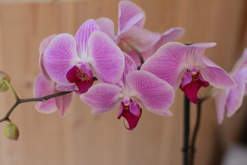 pink orchid flower