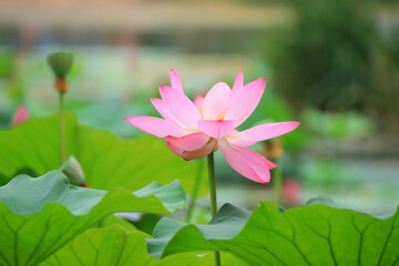 Fototapeta premium Beautiful pink lotus, close-up photos