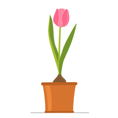 Pink Tulip in a flower pot. Vector