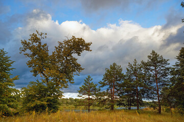 young pine trees under a stormy sky with clouds