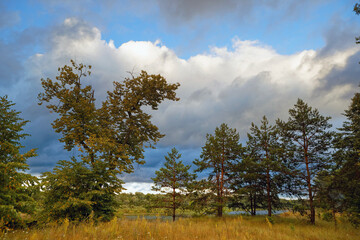 Obraz premium young pine trees under a stormy sky with clouds
