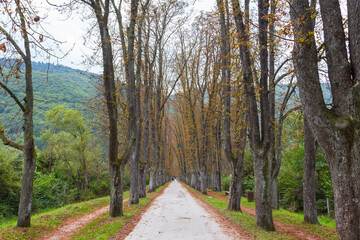 The main alley of plane trees in Vrelo Bosne Park in Sarajevo in autumn. Bosnia and Herzegovina