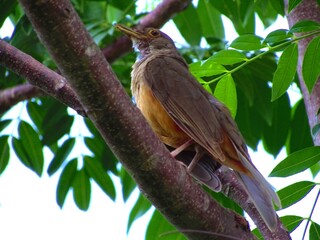 Brown bird Bullfinch in Barra do Bugres - Mato Grosso Brazil
