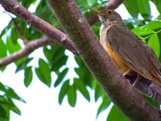 Brown bird Bullfinch in Barra do Bugres - Mato Grosso Brazil