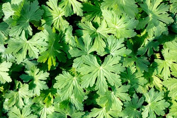 Background texture of Creeping buttercup (Ranunculus repens) plant in sunny day